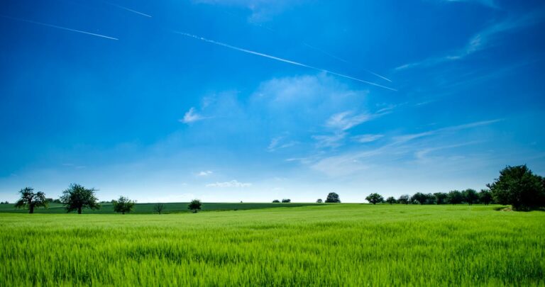 strakke tuin met gras