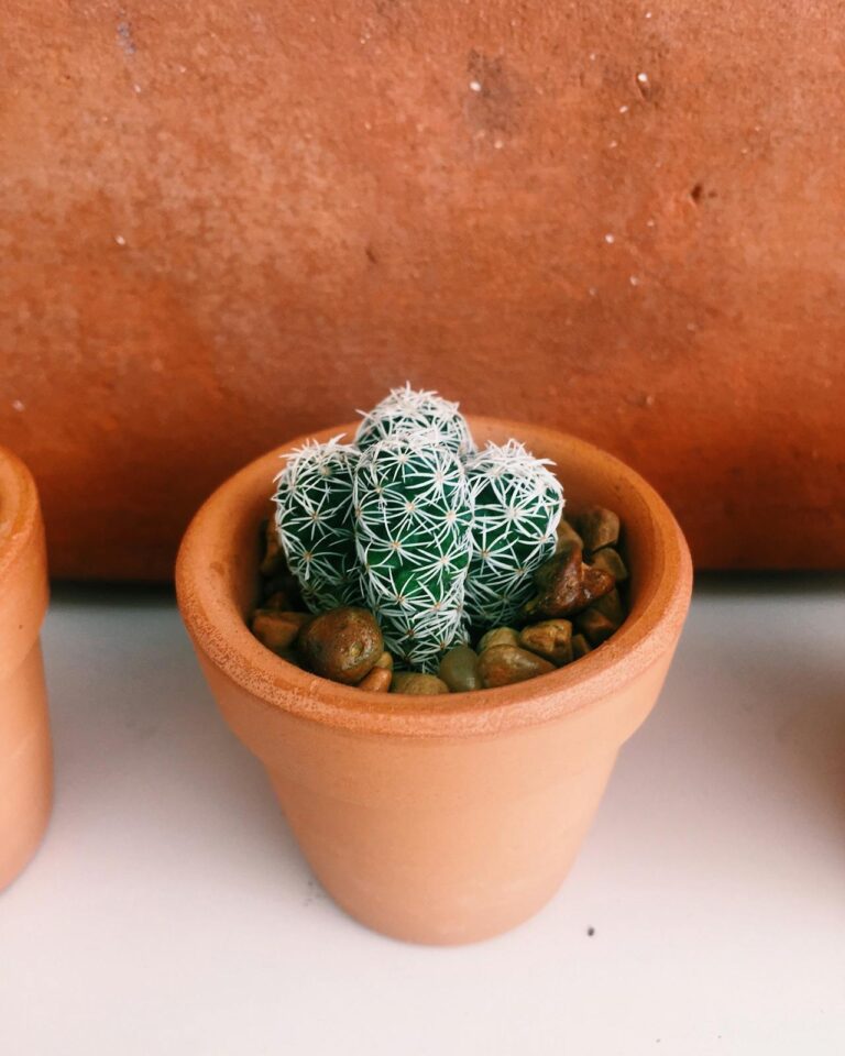 terracotta bloempot