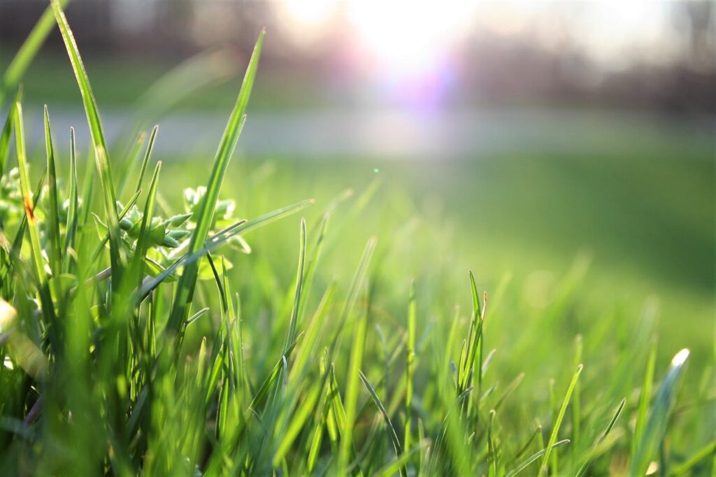 strakke tuin met gras