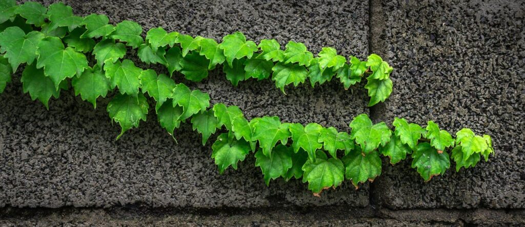 hangplanten voor buiten in de zon