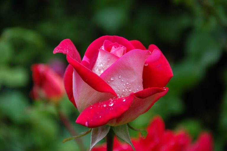 bloem